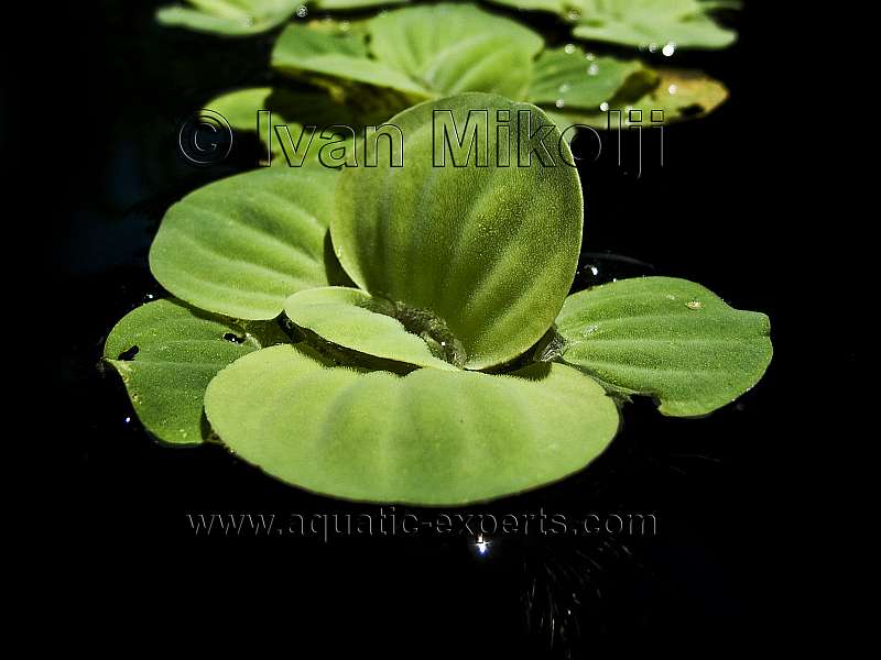 FRESHWATER FLOATING AQUATIC PLANT